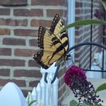 Dawn McHenry-Litton - @mommomofonelove2024 - Instagram