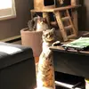 dawnmclaughlin442 - @dawnmclaughlin442 - TikTok