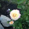 Dawn Melching - @dawnmelching - TikTok