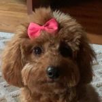 Dawn Bradley Mele - @dawn_mele - Instagram