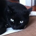 Dawn Mele - @catpwr2009 - Instagram