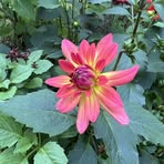 Dawn Melin - Facebook