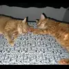 Dawn Marie Mendes - @diggz_garfield - TikTok