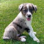 Dawn Mazikeen - @dawn_merlecollie - Instagram