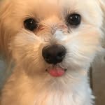 Dawn Messenger - @dawnmessenger615 - Instagram