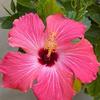 Dawn Messer Herring - @dawnmesserherring - TikTok
