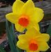 Dawn Holz Minor - Facebook