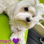 Dawn Mitchell - @pupspearls - Instagram