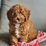 Dawn Mullen - @foxie_the_cavapoo - Instagram