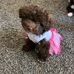 Dawn Napier - @princessjazmine_thetoypoodle - Instagram
