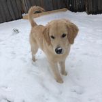 Delta Dawn Naylor - @delta_the_golden_retriever - Instagram