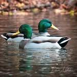 Dawn Mauro Nicholas - @dawn_nicholas_wildlife_photo - Instagram