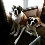 Dawn Noel - @luv4saints - Instagram