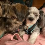 Dawn Nye - @baxter_and_branchie - Instagram