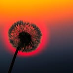 Dawn Nyman - Facebook