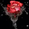 Dawn O'Brien - @dawn.obrien0 - TikTok