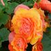 Dawn Odegard - Facebook