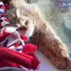 Dawn Ohns - @catmomd5 - TikTok