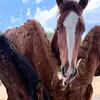 dawnolivieri - @dawnolivieri06 - TikTok