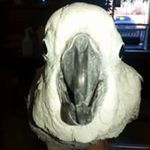 Dawn Ott-Kubis - @dawn_ott_kubis - Instagram