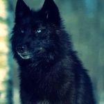 Darkfur - @dawn_pack_ - Instagram