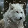Dusk to Dawn Pack - @dusk.to.dawn.pack - TikTok