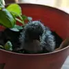 Destiny Farm - @dawnparrishmiller - TikTok