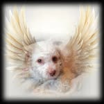 Dawn Petersen - @jasper081017 - Instagram