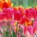Dawn Poh - Facebook