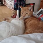 Dawn Salisbury - @trowbridgedawnpoppy1177 - Instagram