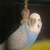 Dawn Elisebeth Purcell - Facebook