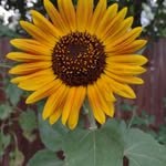 Dawn Radford - @mommom4sc - Instagram