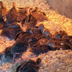 Dawnridge Farm - @dawnridgefarm - Instagram