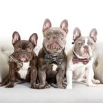 Frankie Danger + Rebel + Rocky - @frankiedanger_frenchie - Instagram