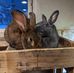 Dawn Rosenthal Weninger - Facebook