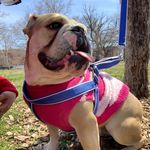 Dawn Sanchez - @dawnthedogwalker - Instagram