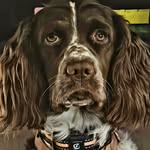 Darling Delta Dawn, English Springer Spaniel - @delta.dawwn - Instagram