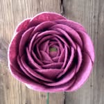 Dawn Stevenson - @thefeltedflorist - Instagram