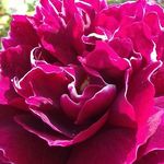 Dawn Terry - @sue19_73 - Instagram