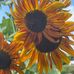 Dawn Thorne - Facebook