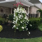 Dawn Thrasher - Facebook