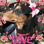 Dawn Townsend - @celticrose423 - Instagram