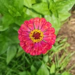 Dawn | Urban Gardener - @subsistenceinthesuburbs - Instagram