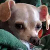 Dawn Urbanowicz297 - @dawnurbanowicz297 - TikTok