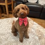 Dawn Vincent - @milojackson_thetoypoodle - Instagram
