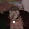 Dawn Vine Shannon - @dawn.vine.shannon - TikTok
