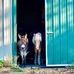 Dawn Wain - Facebook