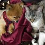 Dawn Watanabe - Facebook