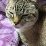 Dawn Watanabe - @decshimoda - Instagram