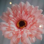 Dawn Waterman - Facebook